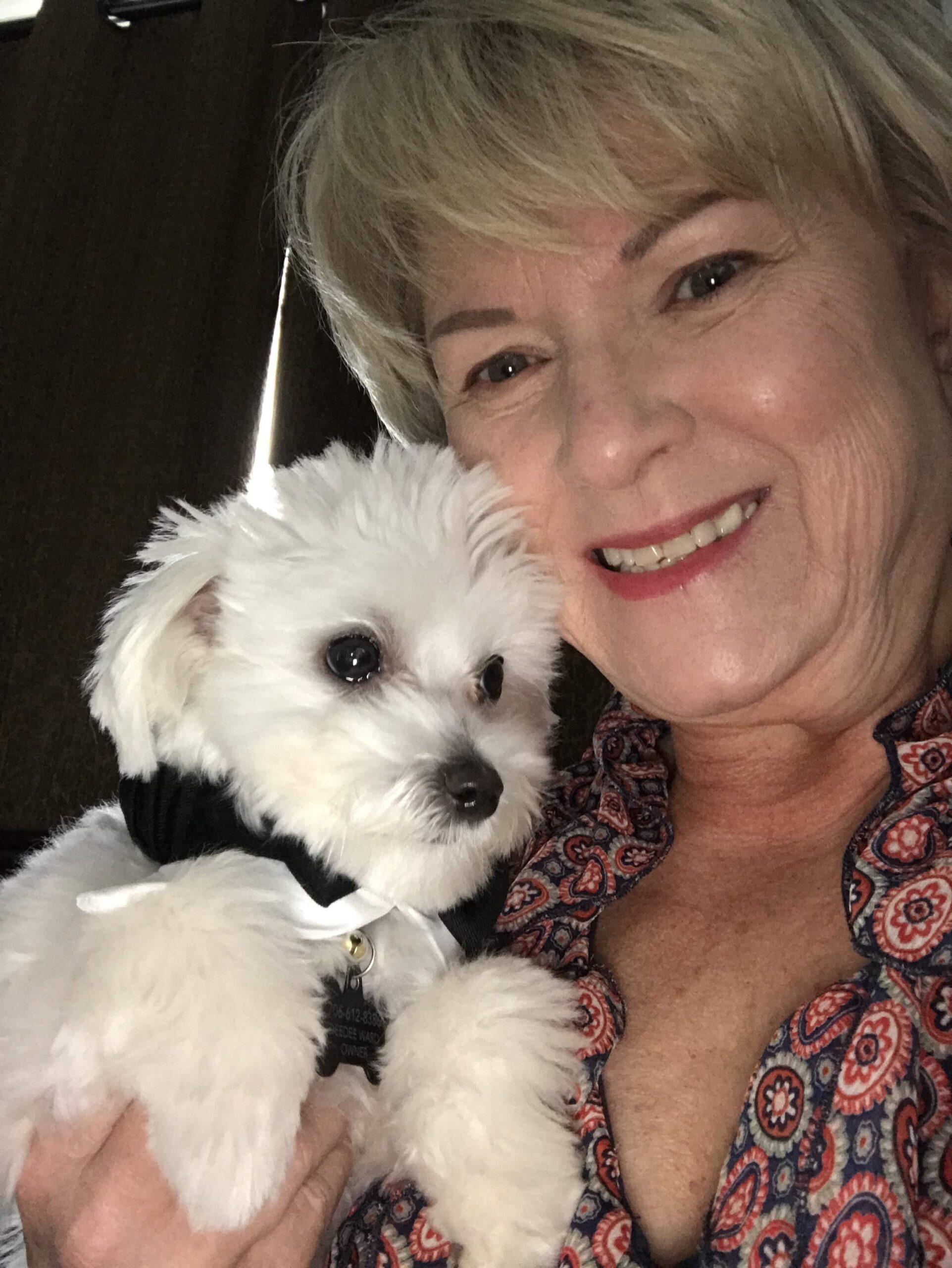 maltese for sale