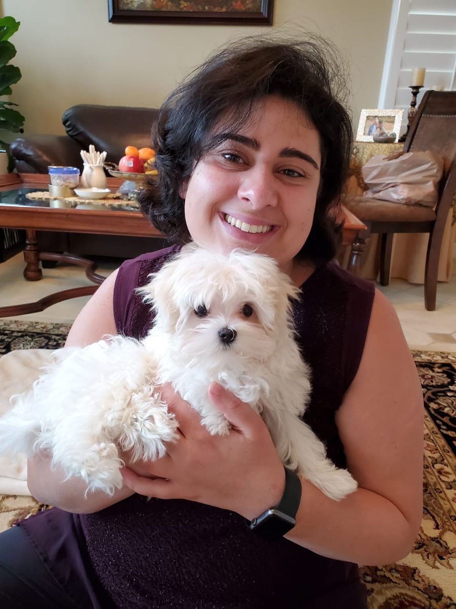 maltese for sale