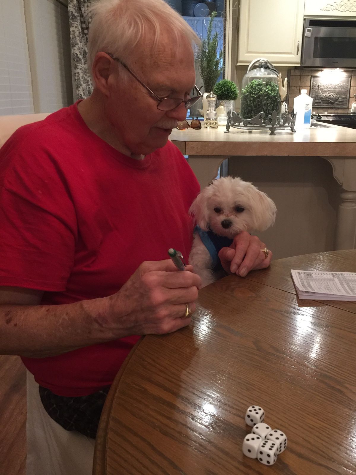 maltese for sale