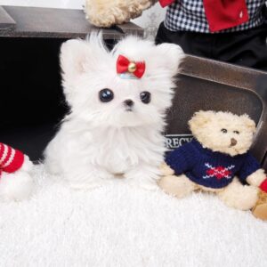 maltese for sale