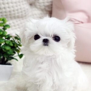 maltese for sale