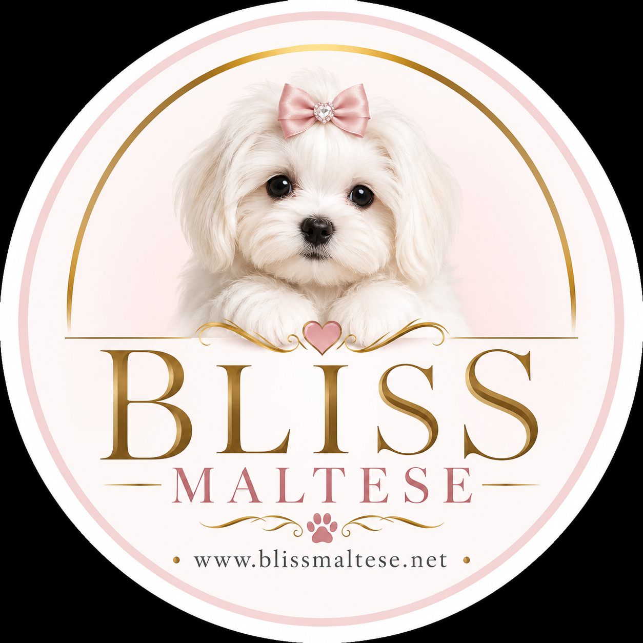 maltese for sale