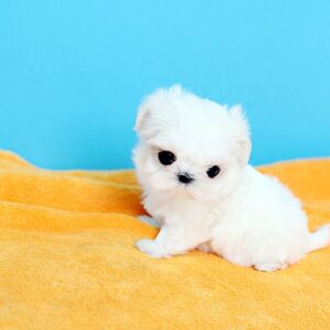 maltese for sale