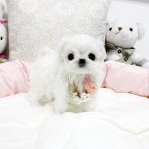 maltese for sale