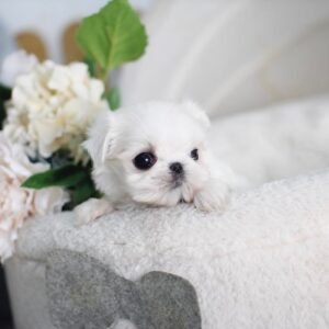 maltese for sale