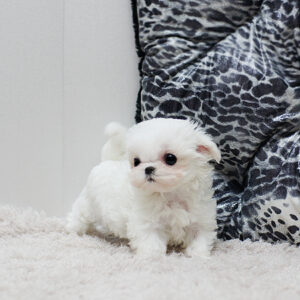 maltese for sale
