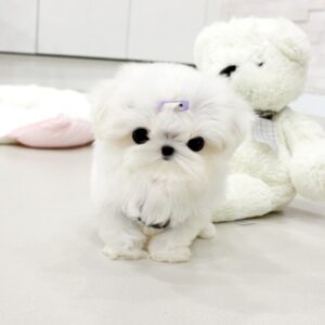 maltese for sale