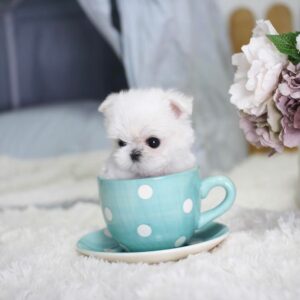 maltese for sale