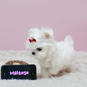 maltese for sale