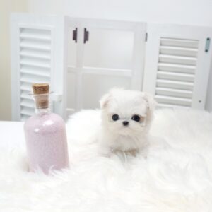maltese for sale