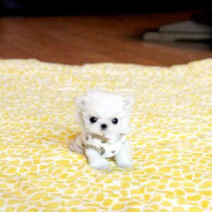maltese for sale