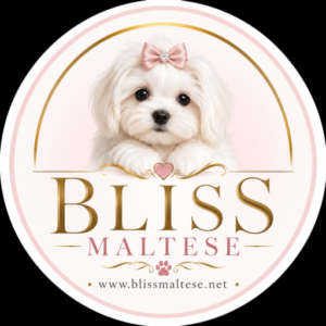 maltese for sale