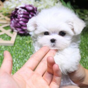 maltese for sale